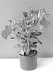 Mandevilla%20hybrida%20%27LANHAWAII%27