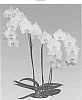 Phalaenopsis%20hybrida%20%27Honeymoon%27
