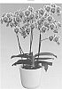 Phalaenopsis%20hybrida%20%27Pixie%27