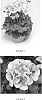 Pelagonium%20interspecific%20%27PEQZ0007%27