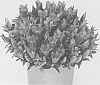 Gentiana%20sp.%20%27KLEGH12013%27