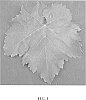 Vitis%20vinifera%20%27Tawny%20Seedless%27