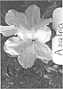 Rhododendron%20hybrid%20%27HOMLED%27