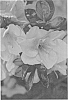 Rhododendron%20hybrid%20%27HOMLEE%27