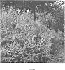 Buddleja%20davidii%20%27PIIBD-I%27