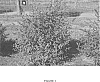 Buddleia%20hybrid%20Franch.%20%27PIIBD-III%27