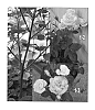 Rosa%20hybrida%20%27SPRochoose%27
