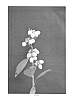 Vaccinium%20corymbosum%20L.%20%27FL06-203%27
