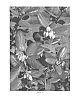 Vaccinium%20corymbosum%20L.%20%27FL07-399%27