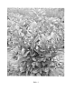 Prunus%20laurocerasus%20%27Antonius%27