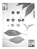 Prunus%20avium%20%27El%20Capitan%27