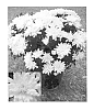 Chrysanthemum%20x%20morifolium%20%27CIFZ0023%27
