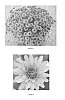 Chrysanthemum%20x%20morifolium%20%27CIFZ0014%27