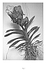 Vanda%20hybrid.%20%27SPCDW1205%27