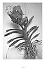 Vanda%20hybrid.%20%27SPCDW1205%27