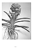 Vanda%20hybrid%20%27SPCDW1209%27