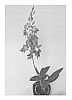 Dendrobium%20hybrid%20%27SPCDW1007%27