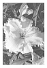 Hemerocallis%20hybrid%20%27WF7-155%27