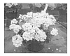 Pelargonium%20sp.%20%27KLEIZ13338%27