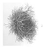 Rhipsalis%20clavata%20%27RUITSWEET%27