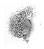 Rhipsalis%20lindbergiana%20%27RUITMAGI%27