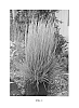 Schizachyrium%20scoparium%20%27Prairie%20Munchkin%27