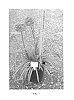 Agapanthus%20hybrid%20%27ANDBIN%27