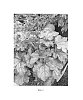 Heuchera%20hybrid%20%27Silver%20Heart%27