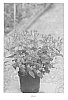 Hypericum%20x%20Inodorum%20%27RUIHYH009A%27