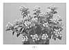 Hypericum%20x%20Inodorum%20%27RUIHYH002A%27