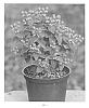Hypericum%20x%20Inodorum%20%27RUIHYG219A%27