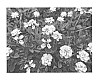 Lippia%20plant%20named%20%27Ecolopia1%27