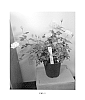Rosa%20hybrida%20%27SFROSA151%27