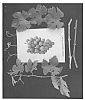 Vitis%20vinifera%20%27ARRATWENTYTWO%27