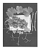 Vitis%20vinifera%20%27ARRATWENTYEIGHT%27