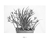 Rhodohypoxis%20hybrid%20%27Hil2008-02%27