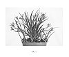 Rhodohypoxis%20hybrid%20%27Hil2008-02%27