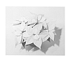 Euphorbia%20pulcherrima%20%27NPCW13211%27