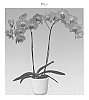 Phalaenopsis%20hybrida%20%27Jazz%27
