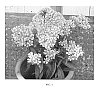 Phlox%20paniculata%20%27Jordan%20Schuster%27