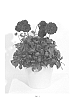Dahlia%20sp.%20%27KLEDH13037%27