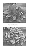 Bergenia%20hybrid%20%27Flirt%27
