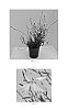 Gaura%20lindheimeri%20%27Little%20Janie%27
