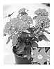 Pentas%20lanceolata%20%27PEZZ0004%27