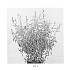 Salvia%20hybrid%20%27Salmon%20Dance%27