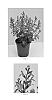 Salvia%20x%20hybrida%20%27Radio%20Red%27