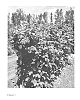 Rubus%20idaeus%20L.%20%27Cascade%20Harvest%27