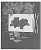 Vitis%20vinifera%20%27ARRATWENTYNINE%27