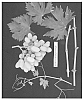 Vitis%20vinifera%20%27ARRATWENTYFIVE%27