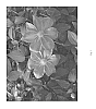 Clematis%20hybrid%20%27BLUE%20GLOSS%27